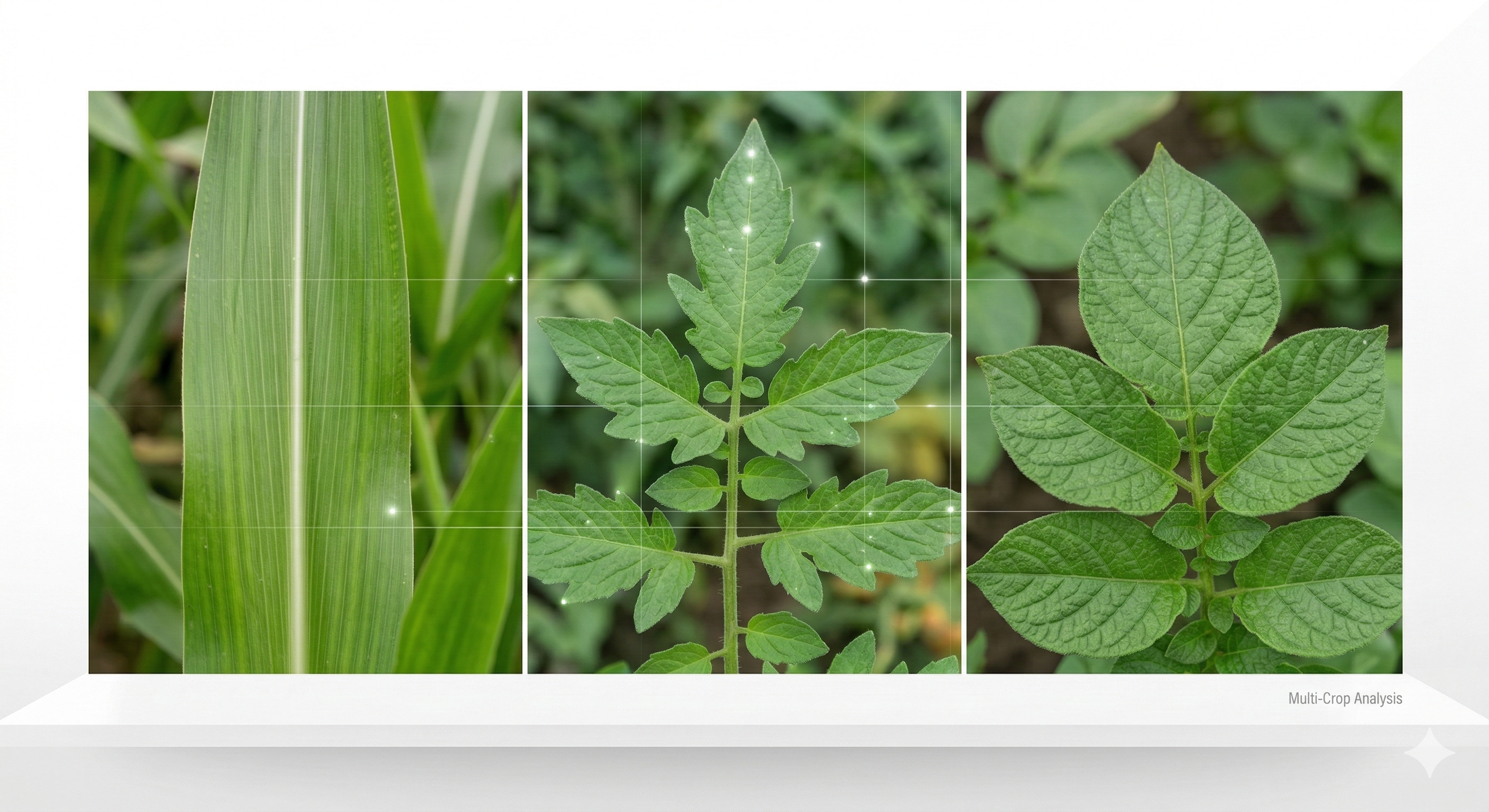 Multi-Crop